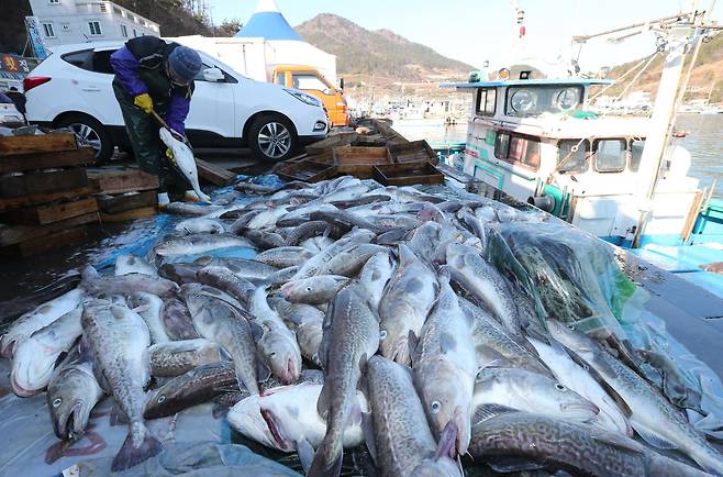 Fishers unload freshly caught cod at the Oepo Port fish market in Jangmok, Geoje, in December 2014. [JOONGANG ILBO]