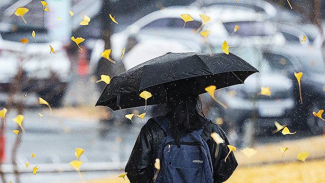 A university student walks under a ginkgo tree with an umbrella on the Kyungpook National University campus in Buk District, Daegu, on Nov. 25 [YONHAP]