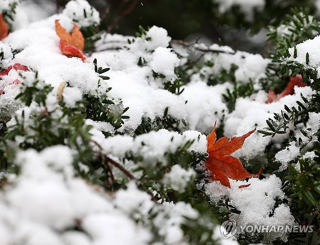 잘 가라 가을아 (양양=연합뉴스) 양지웅 기자 = 강원 산지 전역을 중심으로 대설특보가 발효된 25일 양양군 구룡령 정상 일원에 눈이 쌓여 있다. 2025.11.25 yangdoo@yna.co.kr