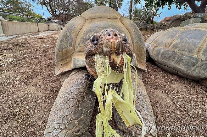 식사 중인 갈라파고스땅거북 그래마  [San Diego Zoo Wildlife Alliance / AP=연합뉴스. 재판매 및 DB 금지. 발행 후 14일 내로만 사용 가능]