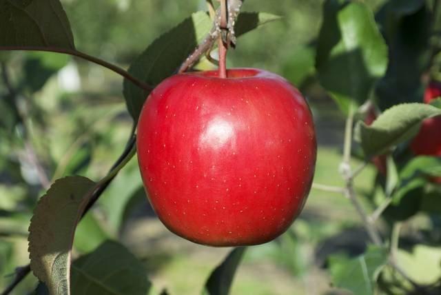 다른 사과보다 착색이 쉽게 되는 신품종 사과 ‘컬러플’. 농촌진흥청