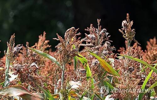 수수밭 [연합뉴스 자료 사진]