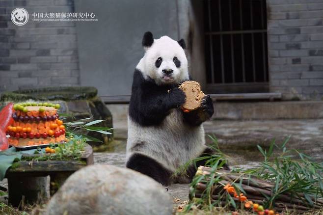 중국 자이언트 판다 가오가오(高高)가 질병으로 세상을 떠났다. 중국자이언트판다연구소.