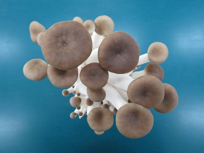 큰느타리(새송이)버섯과 느타리버섯을 융합해 만들어진 새로운 버섯 품종 ‘새느' 갓 모습. 뉴시스