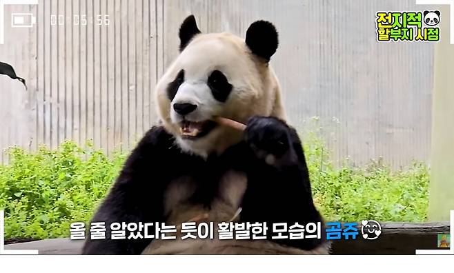 퇴근할 시간, 졸릴 시간인데도 할아버지 목소리나 남아서, 강철원 주키퍼를 응시하며 죽순을 먹는 푸바오