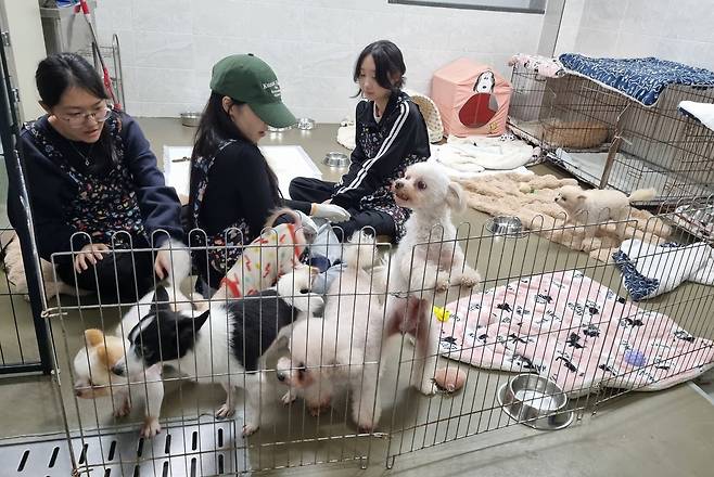 고령견과 놀아주는 자원봉사자들  [촬영 박주영]