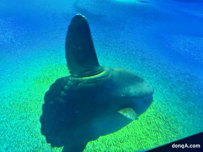 오사카 가이유칸 수족관 내 개복치. 황소영 기자 fangso@donga.com