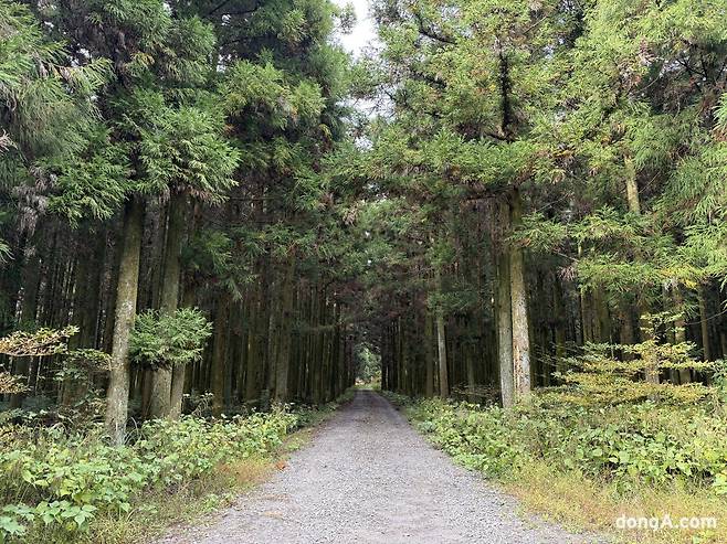 제주 삼다수 취수원 주변 자연.