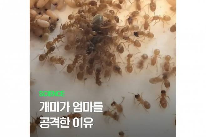 커런트 바이올로지 제공&nbsp;