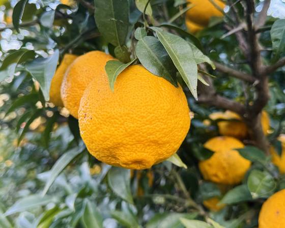 수확 적기에 접어든 유자 열매들. 은은하면서도 복합적인 향을 갖고 있어 청을 만들면 쓰임이 많다. [사진 박상현]