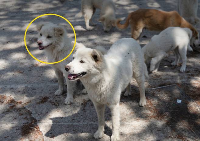구조 당시 맥스웰(노란색 동그라미)의 모습. 카라 제공