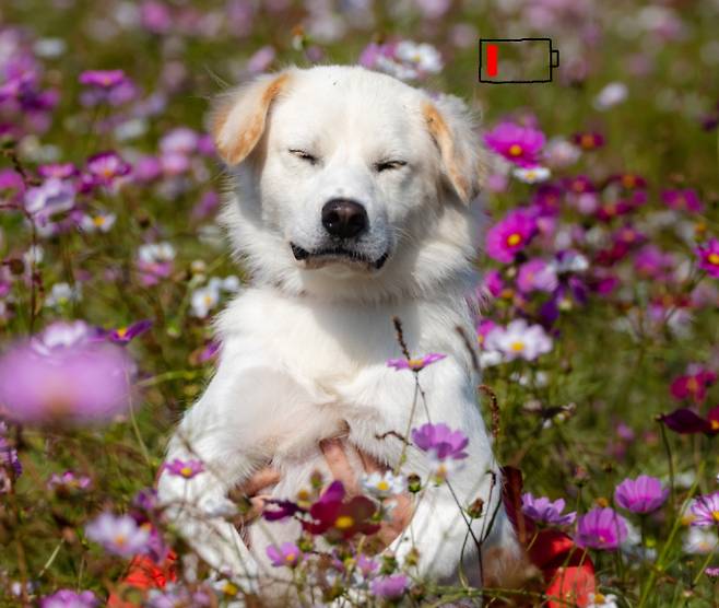 카라 더봄센터 공식 애교쟁이 맥스웰. 카라 제공