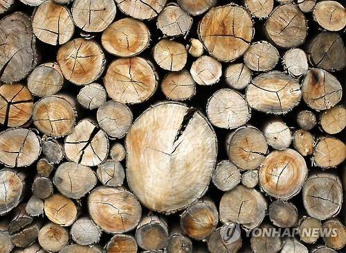 남아프리카공화국 하우익 근처 도로변의 벌목된 나무들  기사 내용과 직접 관련 없음 [EPA 연합뉴스 자료사진]