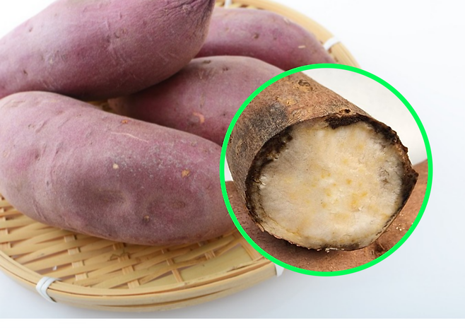 고구마의 검은 변색은 얄라핀 산화처럼 안전한 현상과 독소(이포메아마론)를 생성하는 검은무늬병으로 명확히 구분된다. 농촌진흥청은 쓴맛이 느껴지는 고구마는 독소 위험이 크므로 아깝더라도 통째로 폐기해야 한다고 강조했다. 사진=게티이미지뱅크, 농촌진흥청