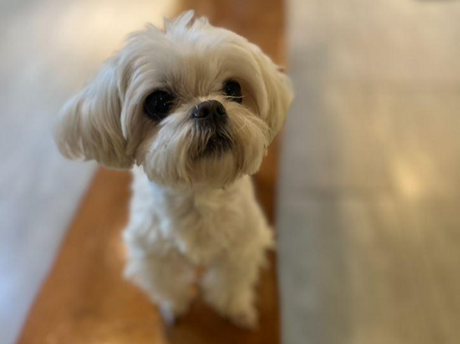 밝고 활발한 성격의 뽀뽀. 동물과함께행복한세상 제공