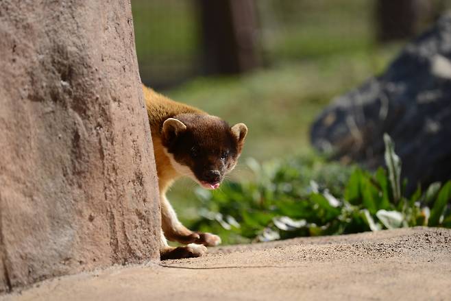 담비[국립생태원 제공]