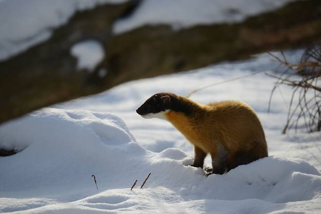 담비[국립생태원 제공]