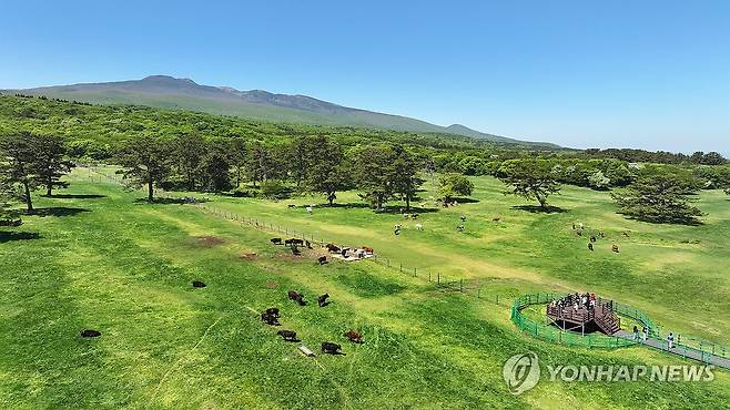 5월의 제주마 방목지 제주시 용강동 제주마 방목지를 찾은 관광객이 초원에 방목된 천연기념물 제주흑우와 제주마를 구경하고 있다. 2025.5.4 [연합뉴스 자료사진]