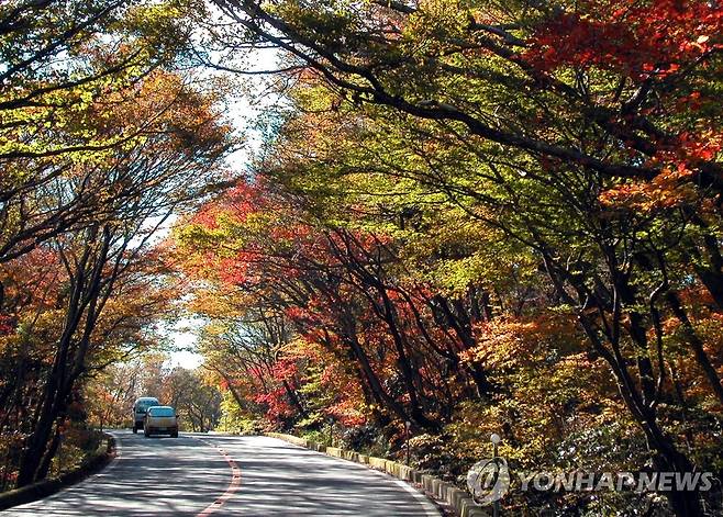 단풍 물든 한라산 숲 터널 [연합뉴스 자료사진]