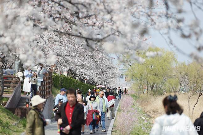 단오제에 95만명, 커피축제 52만명, 벚꽃축제 27만명, 누들축제 19만명, 경포 썸머 페스티벌 8만명, 여름철 비치비어 페스티벌에 6만명 등 2025년 강릉지역 각종 축제에 총 260여만명이 방문해 축제를 즐길 것으로 집계됐다. 강릉벚꽃축제 모습. 강릉시 제공