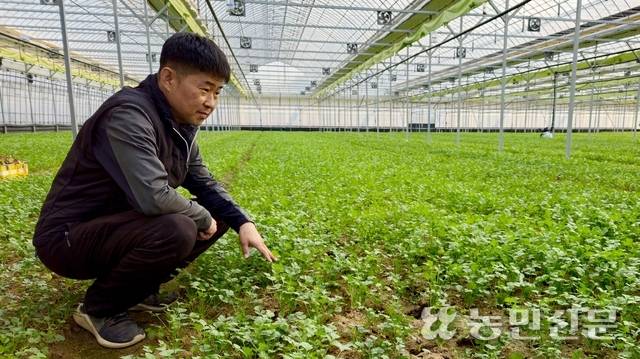 한순식씨(52·경기 양주)가 이상기후로 수량이 평년보다 30% 감소한 애호박을 걷어내고 서둘러 고수를 재배하고 있다.
