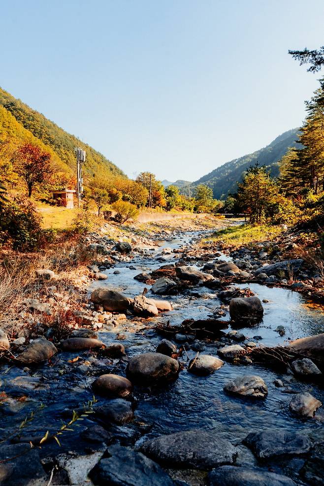 시원한 계곡물이 흐르는 목가적인 숲의 풍경