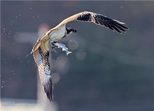 낚시터에서 물고기 사냥한 물수리 [촬영 유형재]
