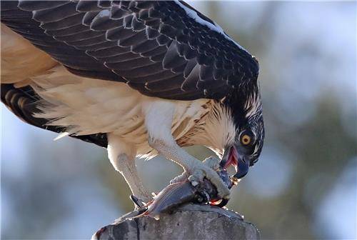전봇대에서 사냥한 물고기 먹는 물수리 [촬영 유형재]