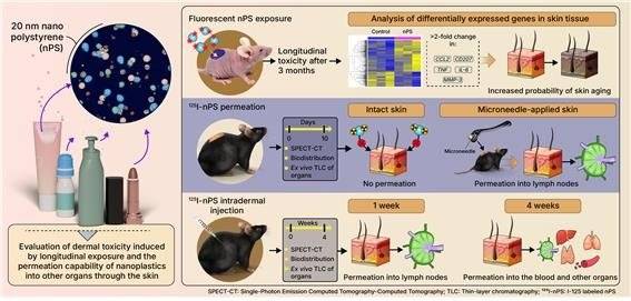 나노플라스틱의 피부 반응 및 전신 확산 과정 /사진=연합뉴스(원자력의학원 제공)