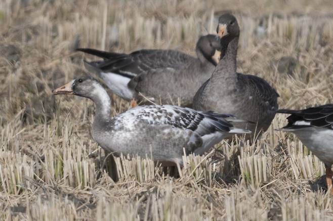 활발한 움직임을 보이는 얼룩기러기.