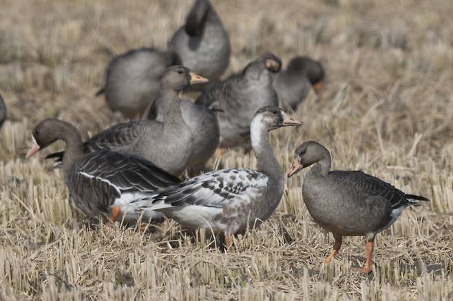 유난히 눈에 띄어서인지 얼룩기러기의 움직임이 바쁘게 보인다.