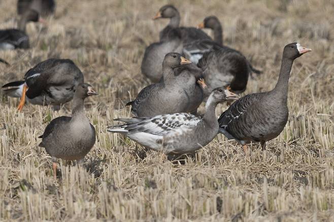 주변을 경계하는 얼룩기러기와 쇠기러기.