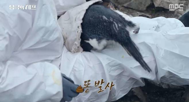 MBC ‘기후환경 프로젝트 - 남극의 셰프’