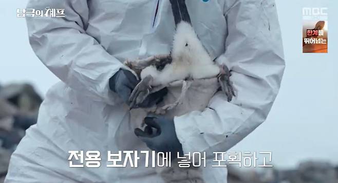 MBC ‘기후환경 프로젝트 - 남극의 셰프’