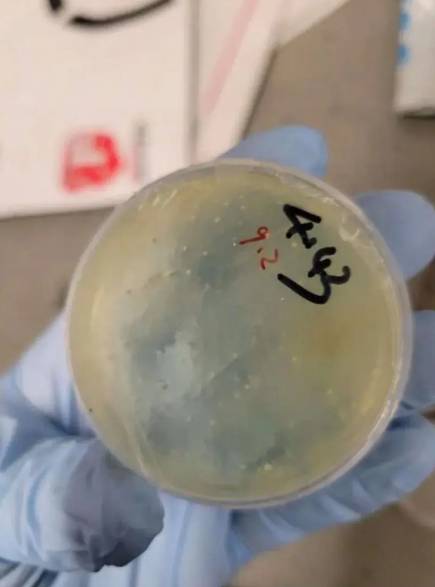 [출처=뉴욕포스트]