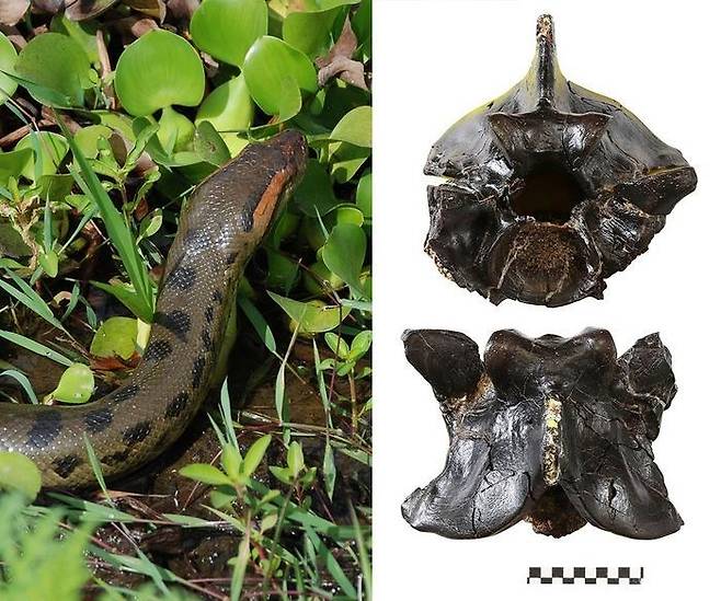 아나콘다와 화석화된 아나콘다 화석 연구팀은 남아메리카 베네수엘라 팔콘주에서 발견된, 최소 32마리의 아나콘다에서 나온 것으로 보이는 척추 화석 183개를 측정, 몸 크기를 추정했다. [Jason Head 제공. 재판매 및 DB 금지]