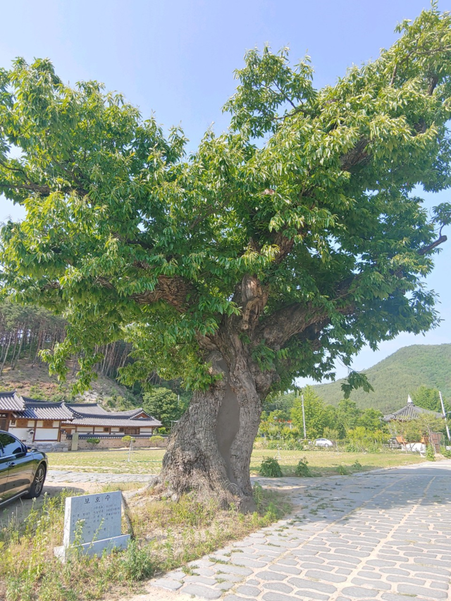 퇴계 이황의 형 온계 이해가 심은 밤나무.