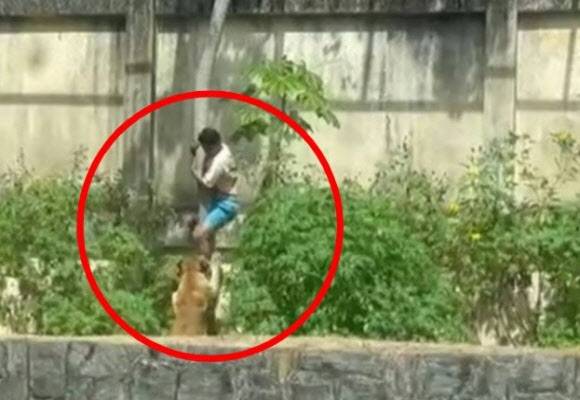 브라질 10대 소년이 한 동물원에서 사자 우리에 침입했다가 암사자에게 공격당해 사망했다고 AFP 통신이 보도했다. (사진=뉴스1)