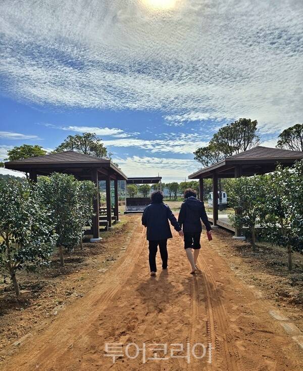 신안 애기동백 황토맨발길/사진-신안군