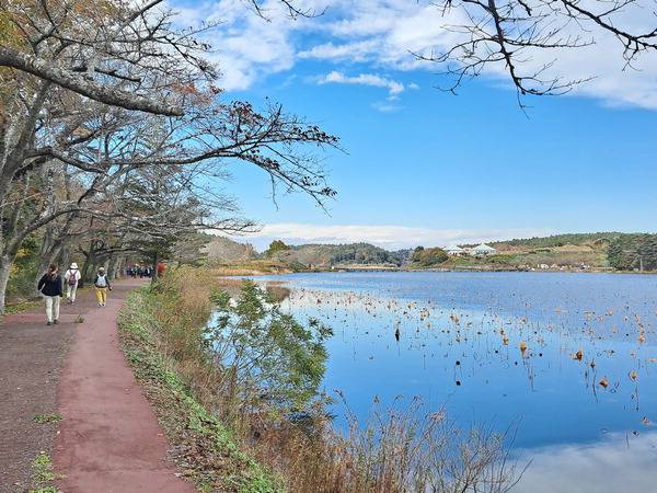 미야기올레 토메 코스 후반부의 뵤도누마호수를 따라 걷는 길.