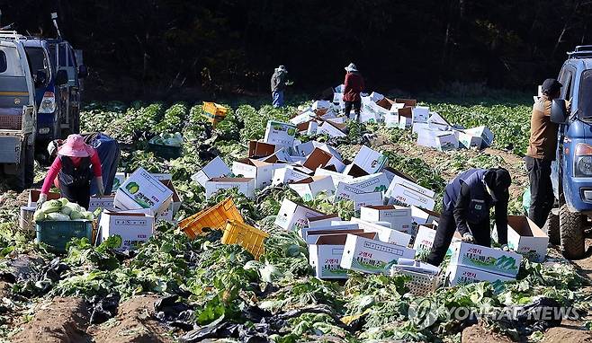 배추 수확하는 농민들 (강릉=연합뉴스 자료사진) 유형재 기자 = 24일 본격적인 김장철을 맞아 강원 강릉시 경포동 들녘에서 농민과 외국인 노동자들이 배추를 수확하고 있다. 2025.11.24 yoo21@yna.co.kr