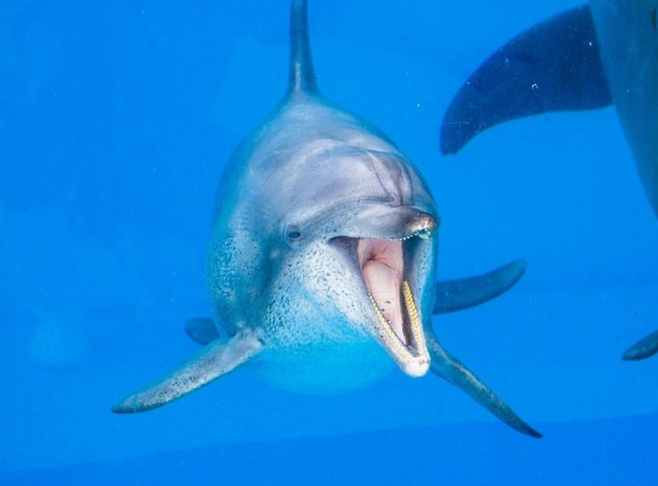 돌고래 '오키짱'. 사진=츄라우미 수족관 홈페이지