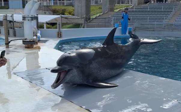 돌고래 '오키짱'. 사진=엑스 캡쳐