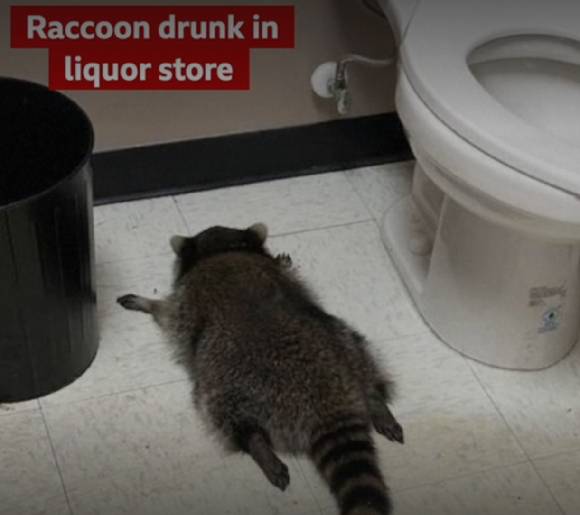 술에 취한 라쿤이 화장실 바닥에 납작 엎드려 있다. [사진=BBC]