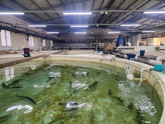 지난 1일 경북 영덕군 병곡면 경상북도 수산자원연구원 어류사육동에서 사육 중인 국내 회유 연어 모습. 김정석 기자
