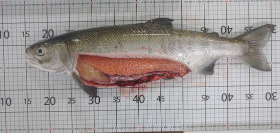 경북 영덕군 병곡면 경상북도 수산자원연구원 어류사육동에서 사육 한 국내 회유 연어의 암컷이 품고 있는 알의 모습. 사진 경북수산자원연구원