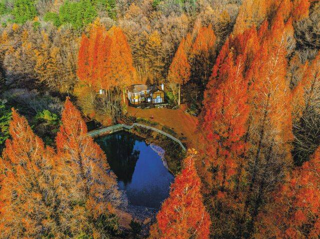충남 논산시 벌곡면 온빛수목원 내 메타세쿼이아 숲속 호수와 노란색 건물이 어우러져 동화 같은 풍경을 펼쳐놓고 있다. TV 드라마 ‘그 해 우리는’ 촬영지로 알려져 있다.