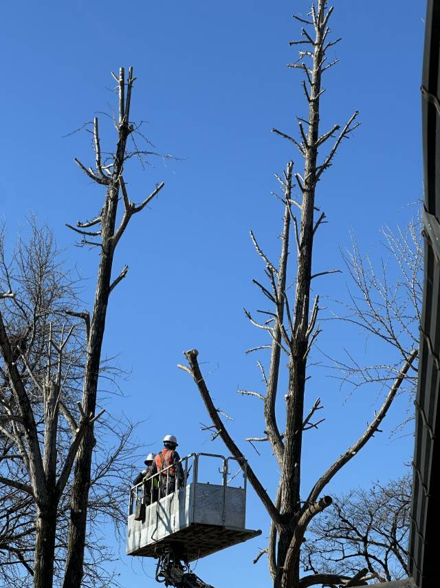 ▲4일 오전 가지치기를 하고 있는 관계자 ⓒ제보자 제공
