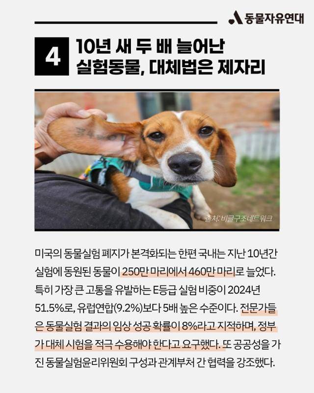 올해의 동물 뉴스. 동물자유연대 제공
