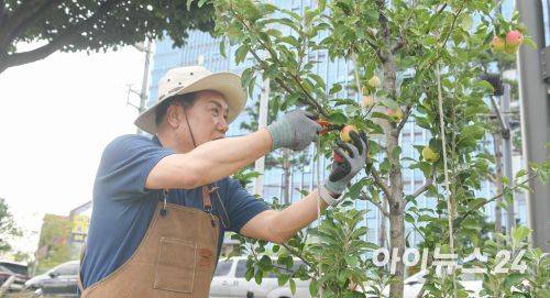 이권재 오산시장이 감사나무에서 사과 첫 수확을 하고 있다. [사진=오산시]